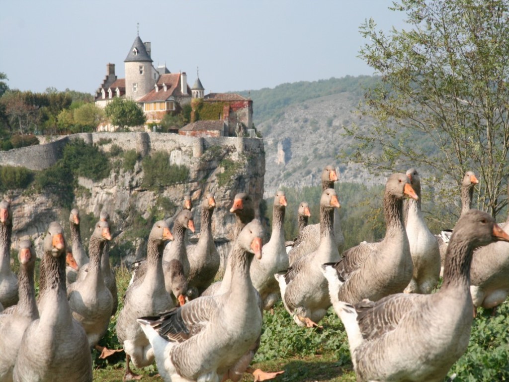 the area is famous for its ducks & geese
